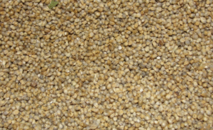 Pearl millet bread, or bajra roti