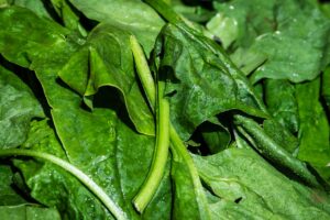 Spinach (Palak)
