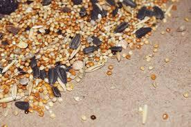 Sunflower Seeds: The Seed of Energy