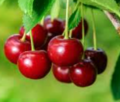Cherries: Red Jewels for Healing